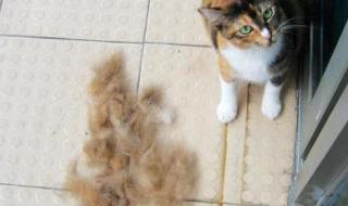 猫爱掉毛怎么办